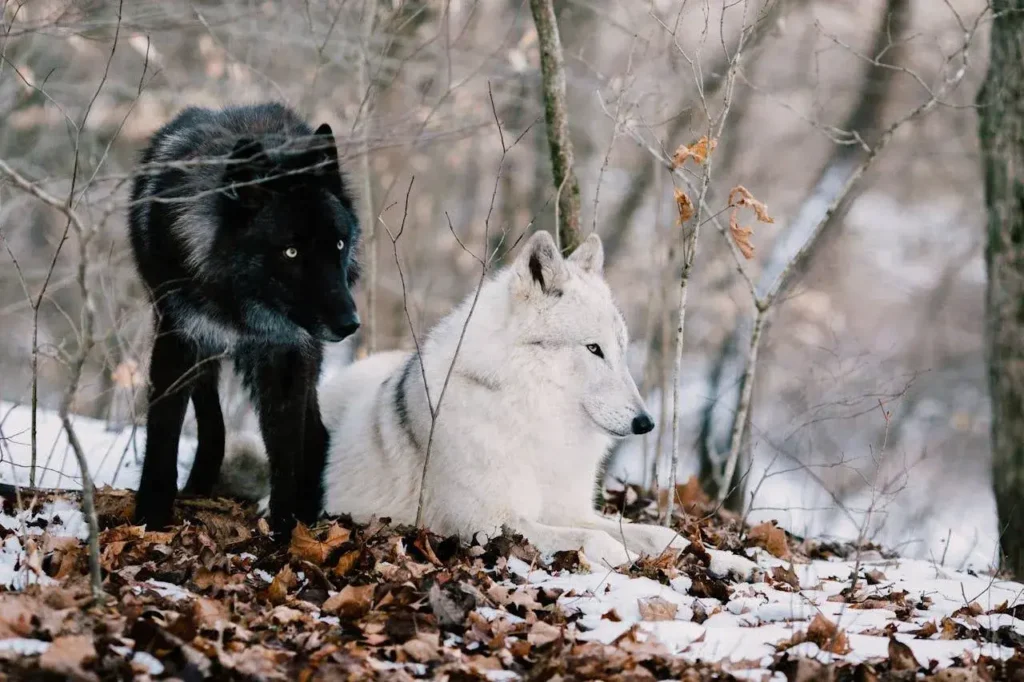 Two wolves in the forest