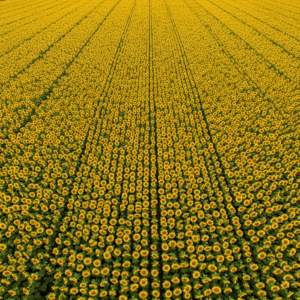 QB-color-amarillo-objetos